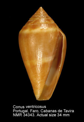 Conus ventricosus (9).jpg - Conus ventricosusGmelin,1791